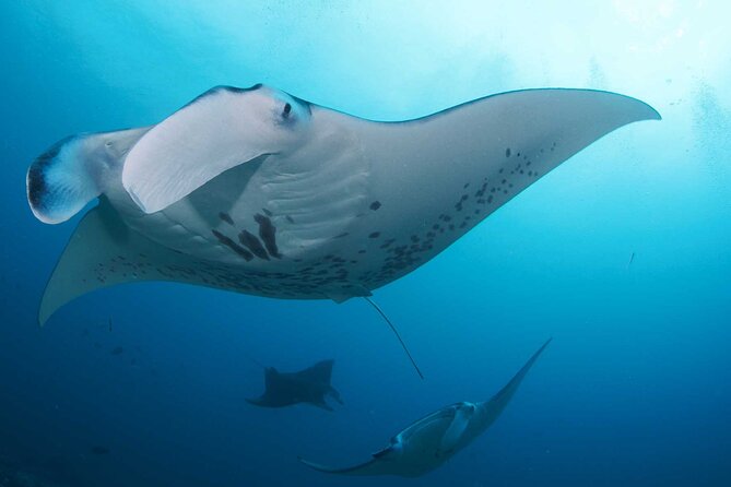 PADI Open water Course in Lembongan - Get certified & dive anywhere in the world - What the teaching style seems to be like