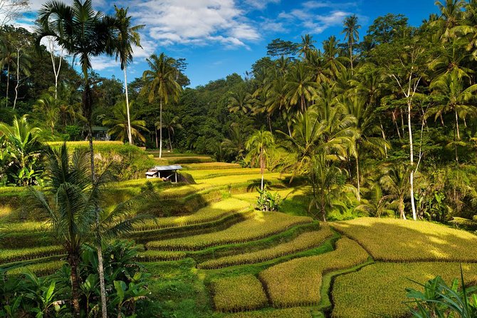 Private 4-Day Tours - Best Bali Tours Package - Best of Bali Highlights - Why this four-day route works for Bali