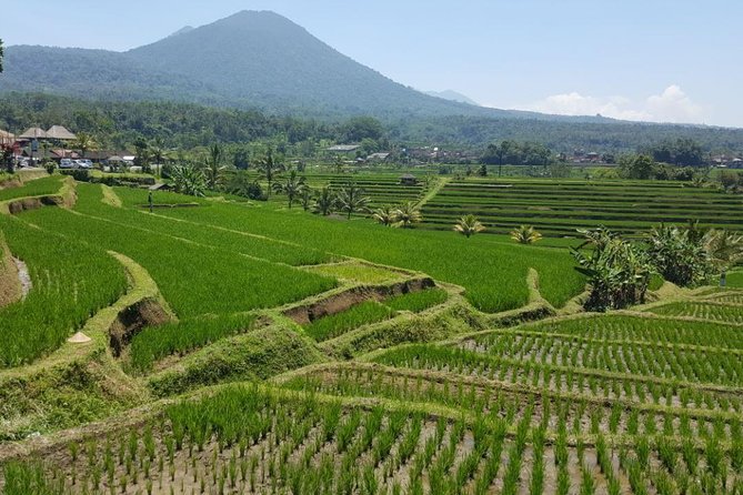 Private 4-Day Tours - Best Bali Tours Package - Best of Bali Highlights - Should you book this Bali tour?