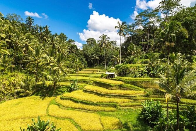 Private Bali Tour - All Inclusive - Picheaven Bali Swing: a one-hour dose of spectacle