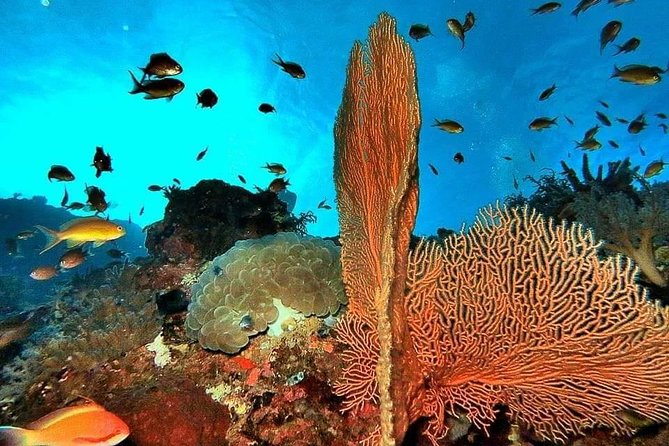 Private boat trip Komodo 2 or more person for 3 days 2 nights, Kelor, Rinca... - Price, park fees, and practical value