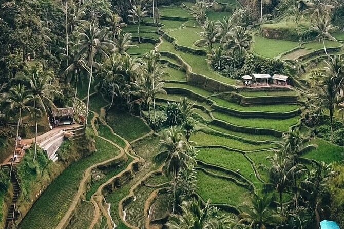 Private Customized Tour with Local Guide - Tegalalang Rice Terrace: views, photos, and an optional swing