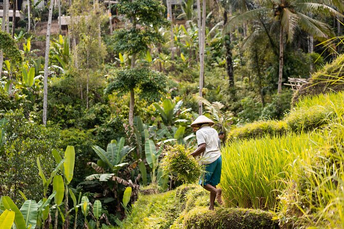 Private Customized Trip to Ubud - A flexible way to see Ubud in one long day