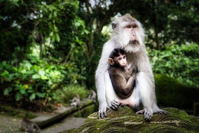 Private Day Tour In Ubud With Jungle Swing All Inclusive - A long Bali day made easier by private transport
