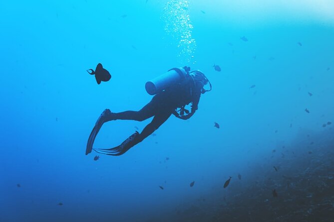Private Diving Experience in Nusa Dua with Hotel Pick Up - What the underwater setting is really like