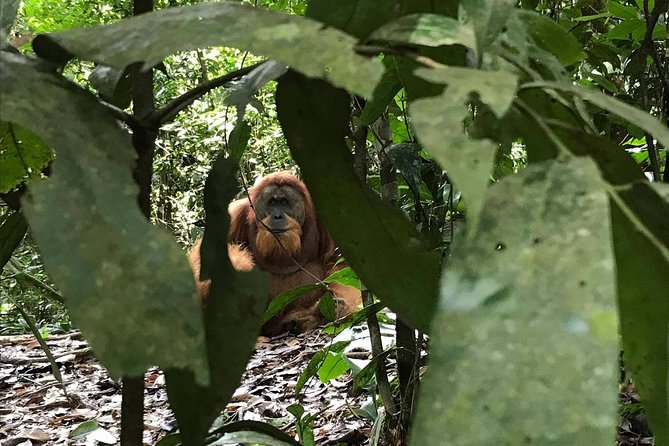 Private Full-Day Bukit Lawang Trekking Tour From Medan - Meeting your jungle guide at Bukit Lawang
