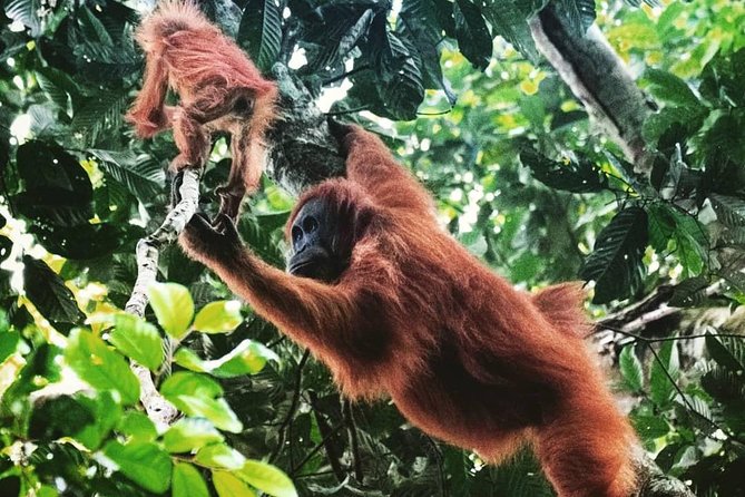 Private Full-Day Bukit Lawang Trekking Tour From Medan - The Bukit Lawang trail: hills, wildlife, and plant lore