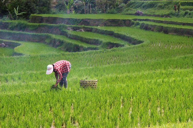 Private Full-Day Handara, Ulun Danu, Jatiluwih and Tanah Lot Tour - Lunch with Jatiluwih rice-terrace views
