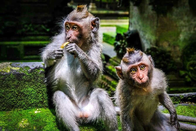 Private Full Day Tour In Ubud Bali - Tirta Empul Temple: watching ritual purification