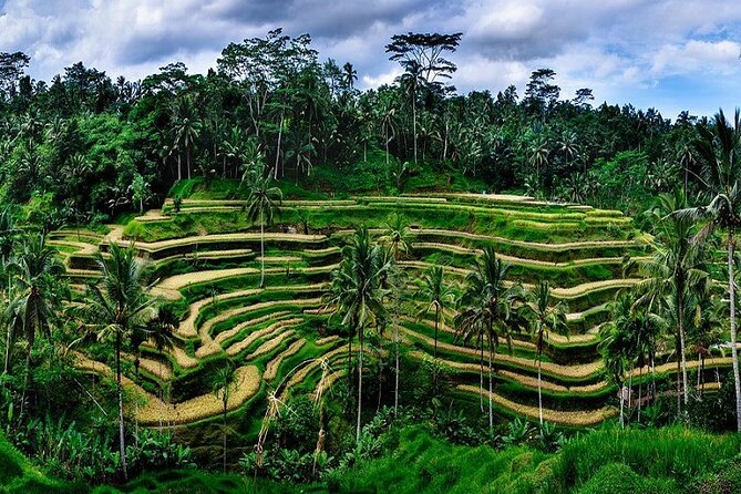Private Full Day Tour In Ubud Bali - Bali Pulina: coffee, cocoa, coconut, and farm crops