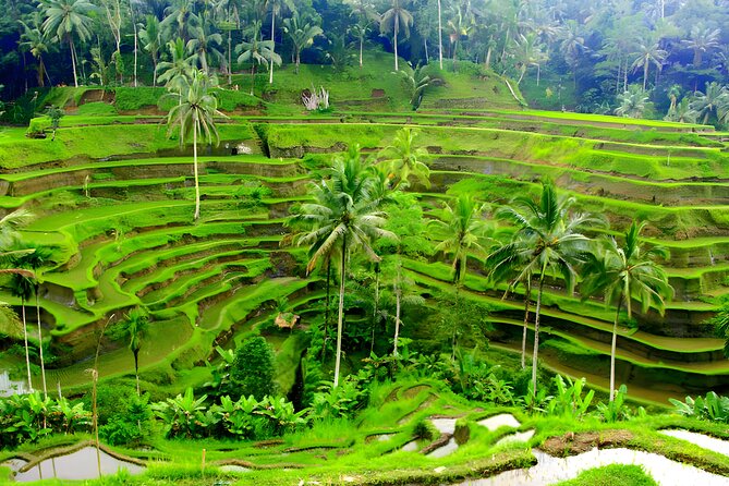 Private Half Day-Tour: Ubud Art Village Trip - Tegalalang Rice Terrace: The Big View
