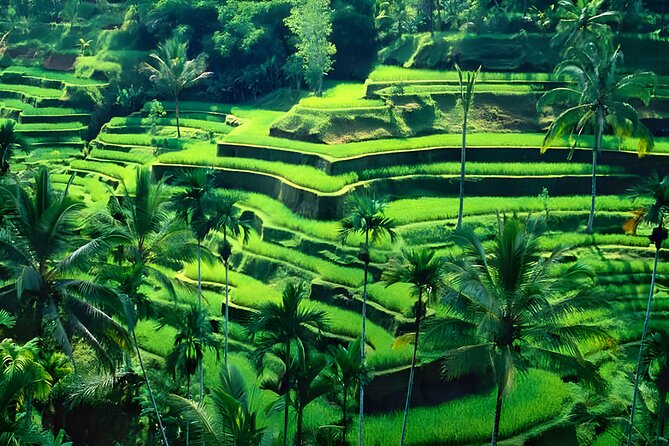 Private Half-Day Tour: Ubud Tour Packages - Tegenungan Waterfall: the scenic finale