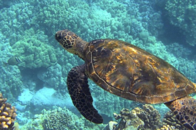 Private Snorkeling from Nusa Penida - Crystal Bay for a calmer pause