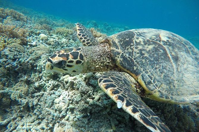 Private Snorkeling Gili Island (Coral, Statue and Turtle) - Coral Point and the colorful reef