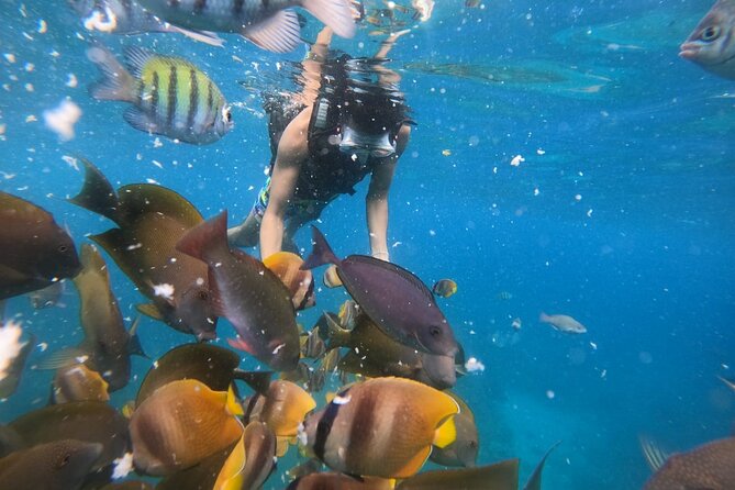 Private Snorkeling in Manta Bay, Gamat Bay & Wall at Nusa Penida - From Kuta to Sanur Harbor and Nusa Penida