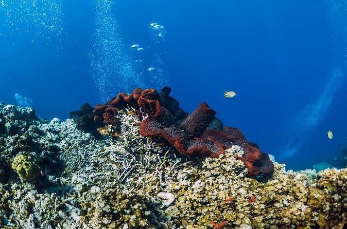 Private Snorkeling Start Gili Meno and Explore 4 Spots with GoPro - The glass-bottom boat ride closes the loop