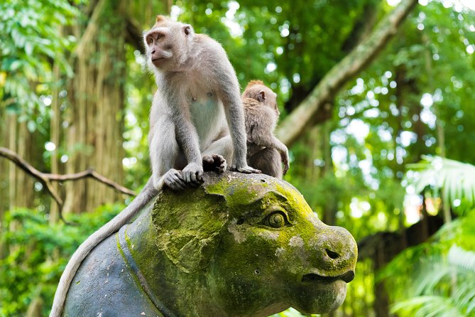 Private Tour: Ubud Highlights - One long day through Ubud’s best-known sights
