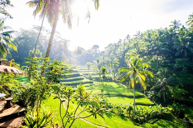 Private Ubud Day Tour Waterfalls Sacred Monkeys and Rice Fields - Tegalalang Rice Terrace: Bali’s famous farming view