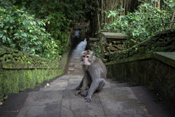 Private Ubud Day Tour Waterfalls Sacred Monkeys and Rice Fields - Barong and Fire Dance: start with Balinese myth