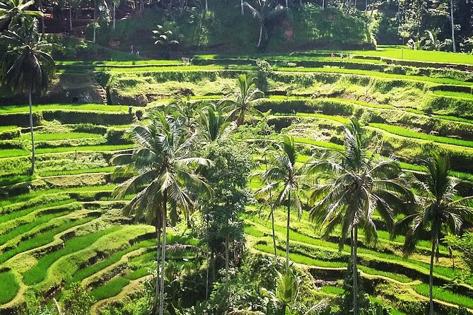 Private ubud tour : Temple Bathing + Mount Batur + Rice Terrace. - Who will enjoy this Ubud tour most?