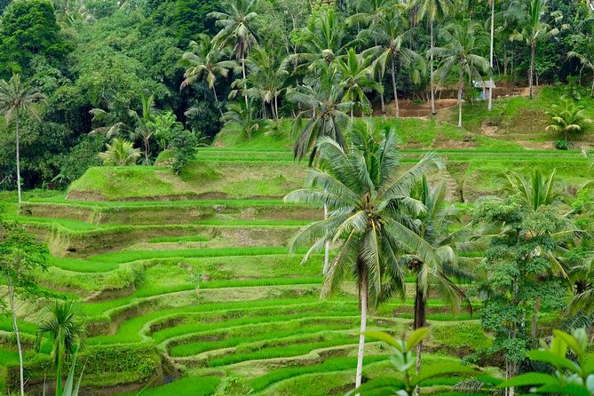 Private Ubud Tour with Hidden Waterfalls - Starting at Tohpati with Balinese batik
