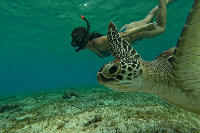 Public Snorkeling 3 Islands - Turtle Point is the wildlife highlight