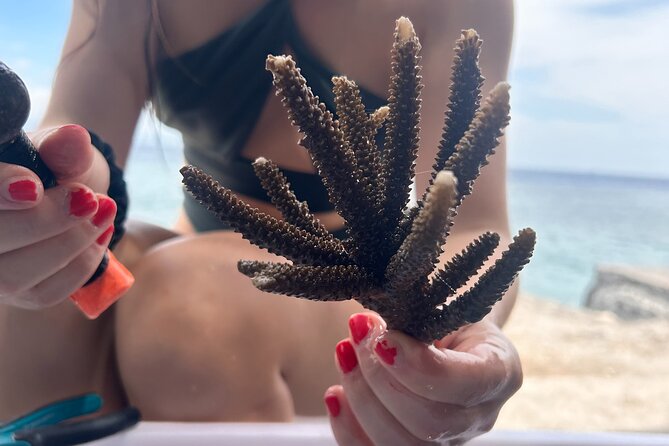 Reef Rehabilitation Course and Snorkeling - Why this reef course is different from coral adoption