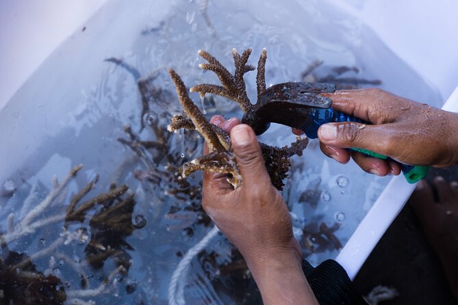 Reef Rehabilitation Course and Snorkeling - Harvesting fragments during the first snorkeling session
