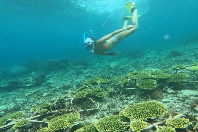 Reef Rehabilitation Course and Snorkeling - Lunch at Coral Cafe