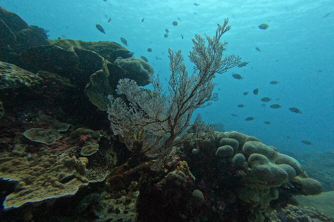 Reef Rehabilitation Course and Snorkeling - Planting 70 corals over 4 square meters