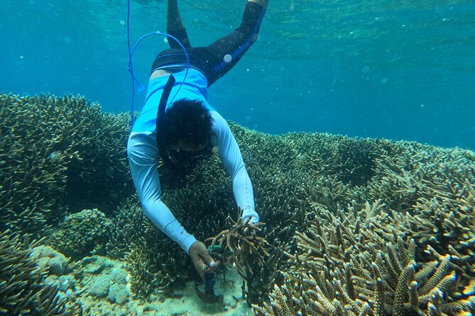 Reef Rehabilitation Course and Snorkeling - Saturday school activities and local connection