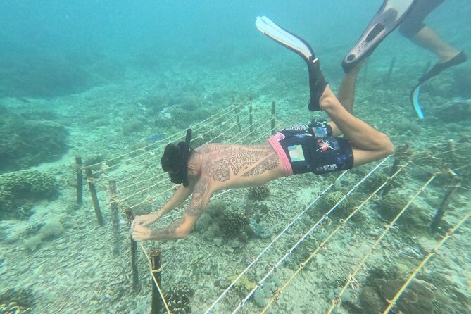 Reef Rehabilitation Course and Snorkeling - Starting with coral biology and ocean conditions