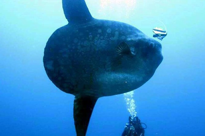 Scuba Diving in Nusa Penida - Manta Point - Crystal Bay and the chance of mola mola