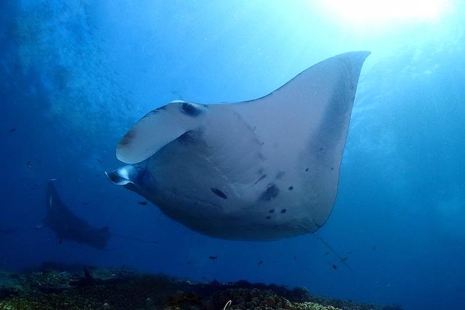 Scuba Diving in Nusa Penida - Manta Point - The early morning start at Neptune Scuba Diving