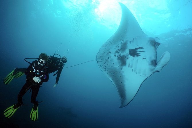 Scuba Diving Nusa Penida Manta Point 3 dives for certified divers - What the day is really about
