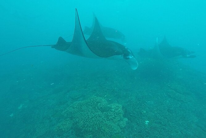 Scuba Diving Nusa Penida Manta Point 3 dives for certified divers - Choosing between Crystal Bay and Nusa Lembongan