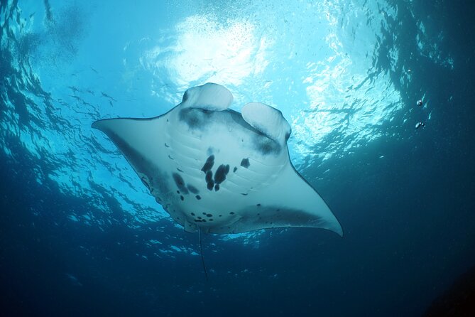 Scuba Diving Nusa Penida Manta Point 3 dives for certified divers - A small group with a safety-first feel