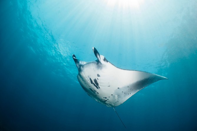 Scuba Diving Nusa Penida Manta Point 3 dives for certified divers - Boat comfort, lunch, and the useful extras