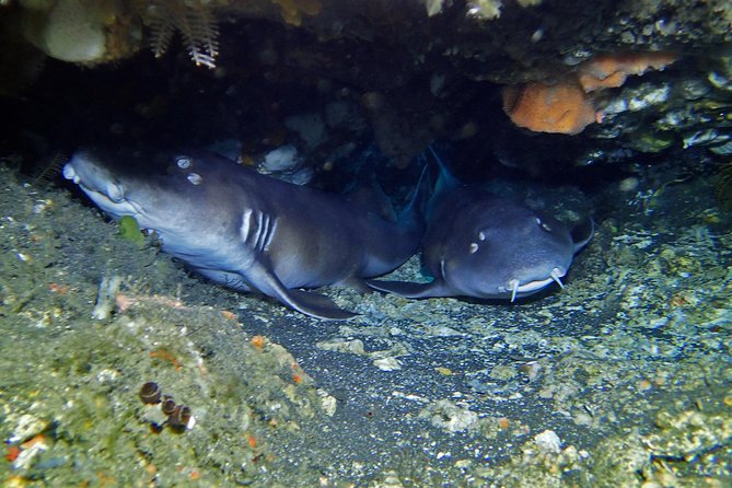 Scuba Diving Nusa Penida Manta Point 3 dives for certified divers - The equipment and session-count questions to settle