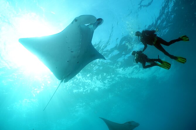 Scuba Diving Nusa Penida Manta Point 3 dives for certified divers - Leaving Kuta early for Sanur