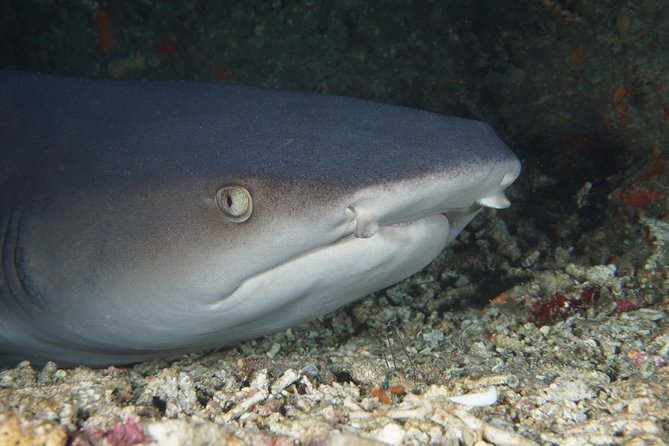 Scuba Diving Padangbai Shark Point 2 dives for certified divers - Key points at a glance