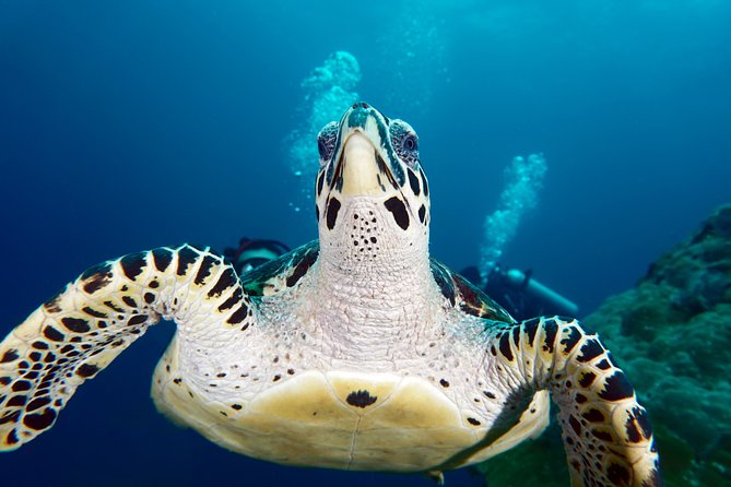Scuba Diving Padangbai Shark Point 2 dives for certified divers - The 7:30 a.m. pickup from Kuta