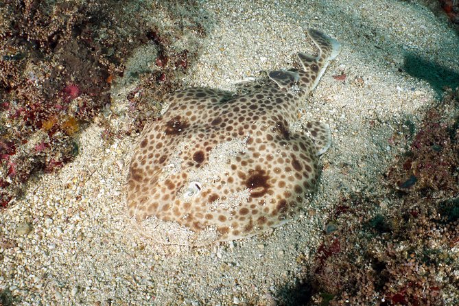 Scuba Diving Padangbai Shark Point 2 dives for certified divers - Shark Point: your best chance for sharks and turtles