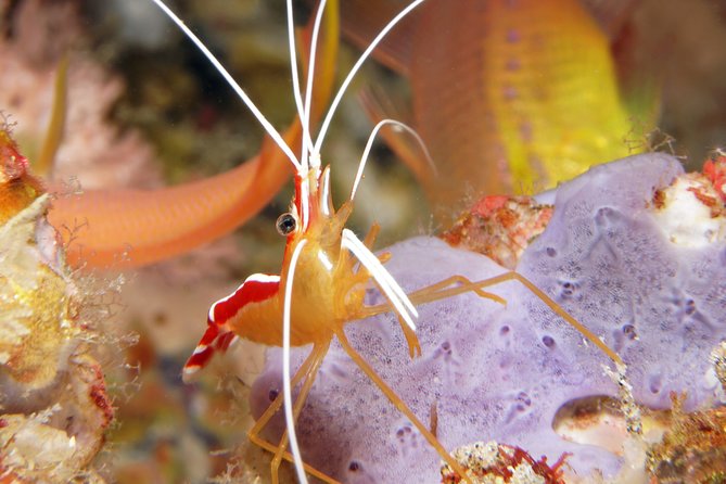 Scuba Diving Padangbai Shark Point 2 dives for certified divers - Blue Lagoon: a close look at unusual small creatures