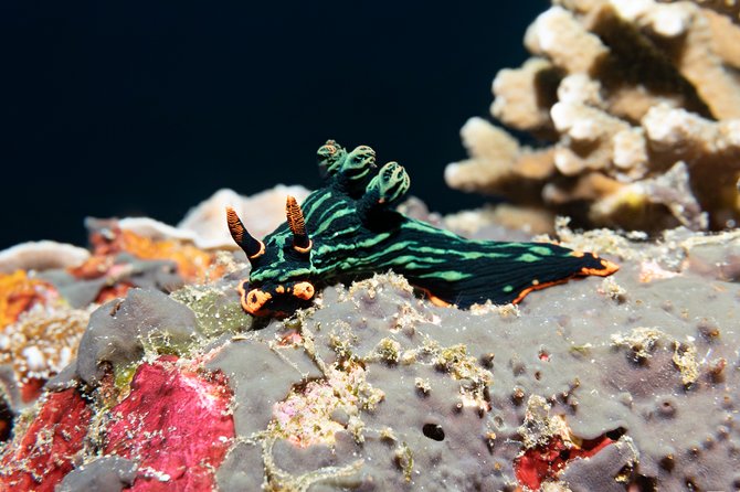 Scuba Diving Padangbai Shark Point 2 dives for certified divers - What the small-group ratio means underwater