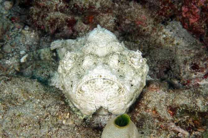 Scuba Diving Padangbai Shark Point 2 dives for certified divers - Equipment, lunch, towels, and the real value of $158