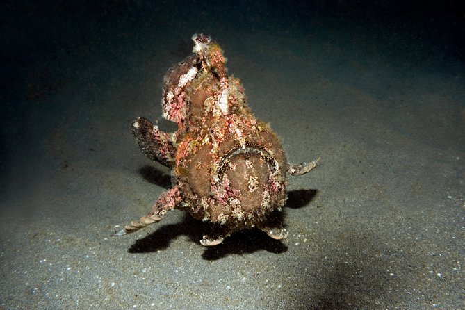 Scuba Diving Padangbai Shark Point 2 dives for certified divers - How the schedule works from morning to afternoon