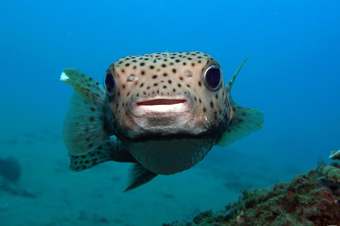 Scuba Diving Padangbai Shark Point 2 dives for certified divers - Reaching the harbor and boarding the Jukung
