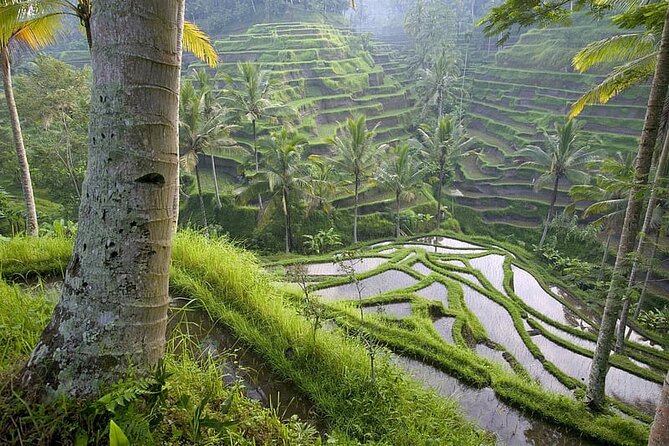 Selogriyo Temple and Trekking Java Rice Terraces, hidden waterfall -Nature Java - Lunch with a taste of Magelang