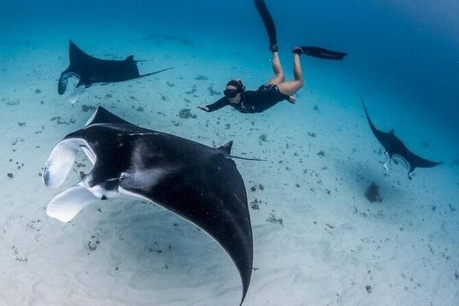 Snorkeling 4 Spot With Manta Bay Or Optional Land Trip - Key points at a glance